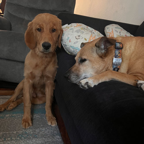 25 034 Poppy Green now Bo