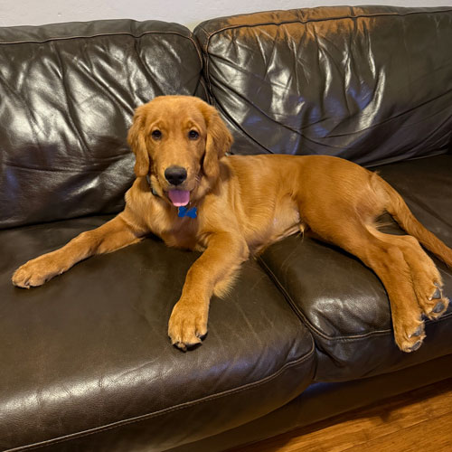 25 035 Poppy Purple now Broly