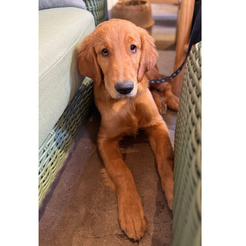 25 036 Poppy Red now Teddi Bear