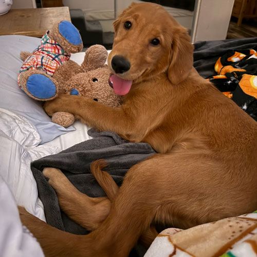 25 038 Poppy Blue now Kyle