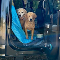 25 043 Bailey now Bella