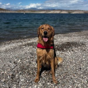 25 061 Shooter now Stone