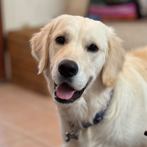 25 071 Goldie now Dudley