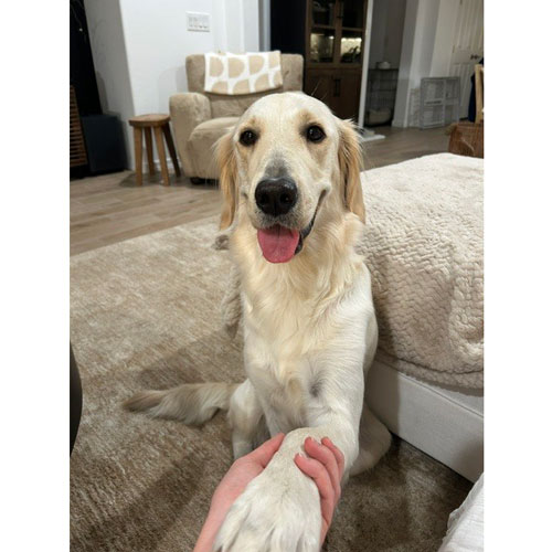 25 079 Pearl now Muffin