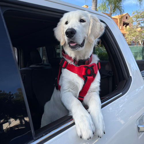 25 093 Ace now Simon