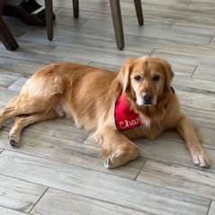 25 094 Goldie now Charlie