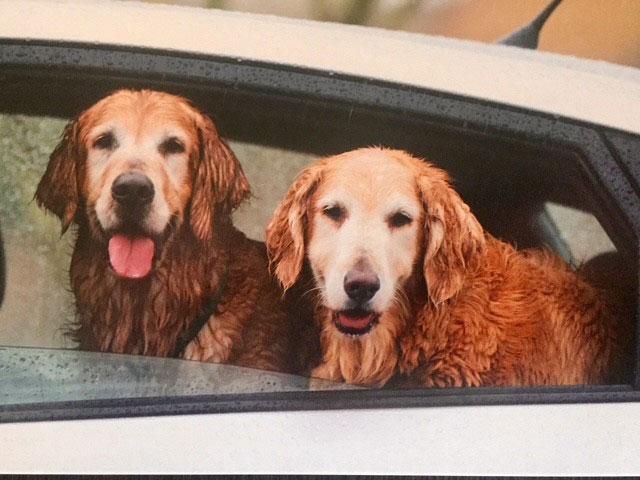 Sebastian B1 Sebastian B1