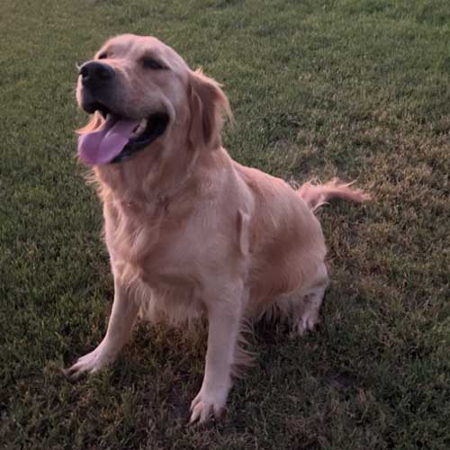 26 041 Lexi