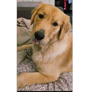 26 043 Jayce