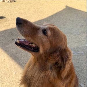 26 044 Rusty