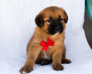 Kai Red image2