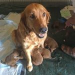 Kai & pups