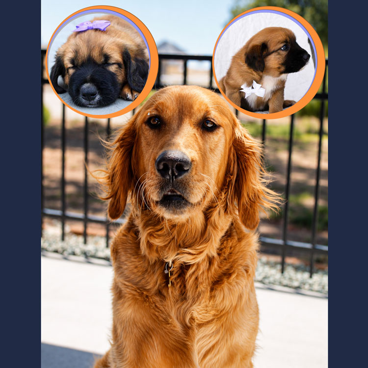 Golden Retriever and two puppies