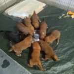 puppies eating