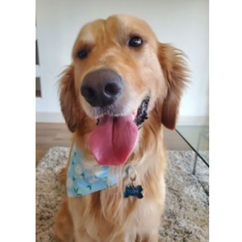 26 030 Toby now Buddy