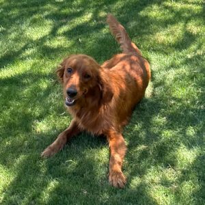 26 062 Rusty