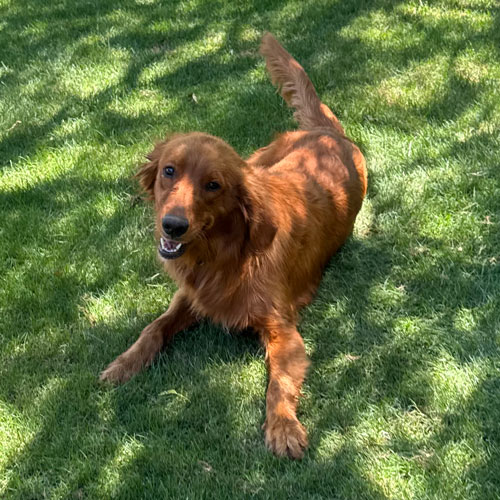 26 062 Rusty