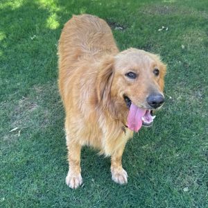 26 064 Hank