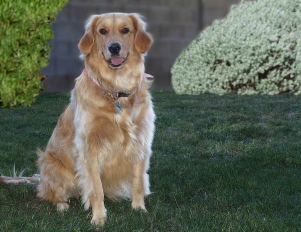 Gracie