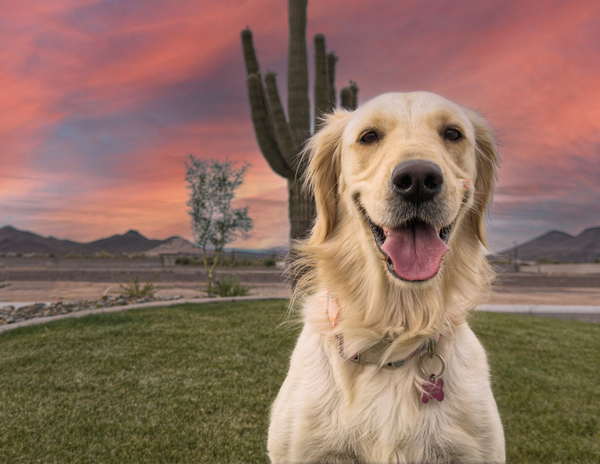MUFFIN sunset