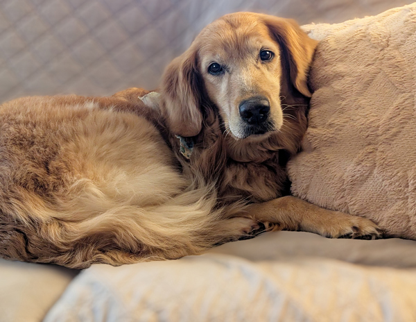 Sammy