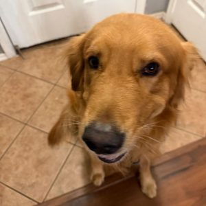 26 071 Ozzie