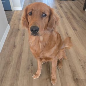 26 081 Koda