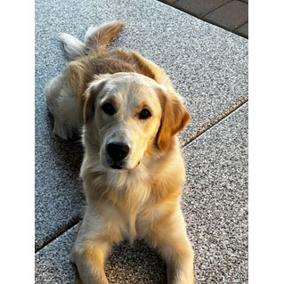 26 038 Sunny now Daisy Mae