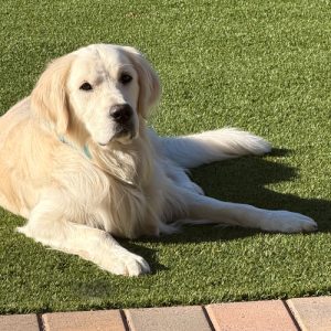 26 091 Ozzie