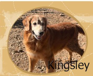 kingsley1