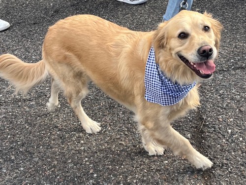 Fiesta-Bowl-Parade-2025-6-16