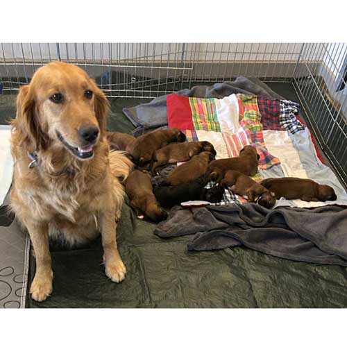 Kai-and-puppies