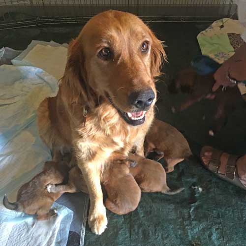 Kai-pups