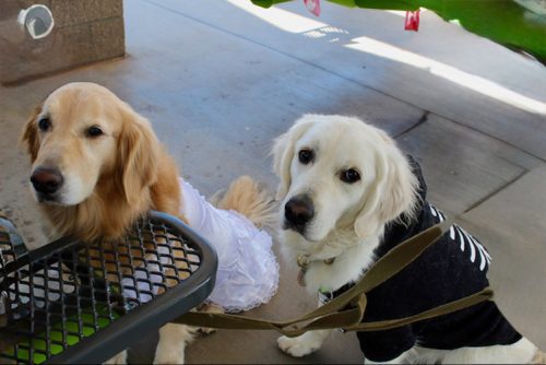 howl-o-ween-pawty-003