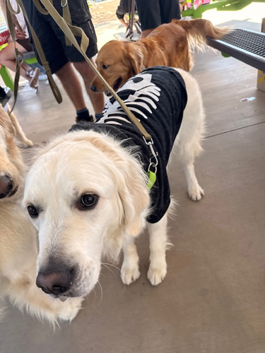 howl-o-ween-pawty-004