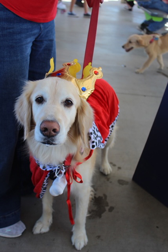 howl-o-ween-pawty-005