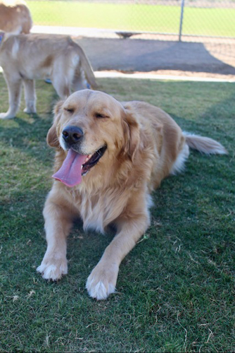 howl-o-ween-pawty-007