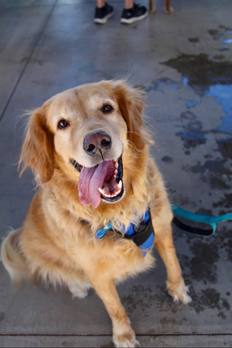 howl-o-ween-pawty-009