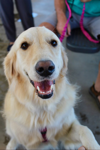 howl-o-ween-pawty-010