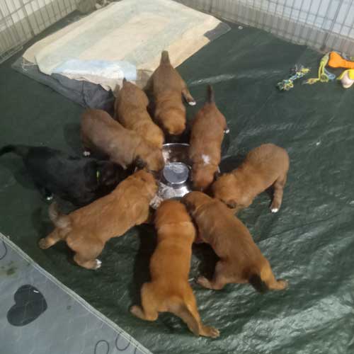 puppies-eating