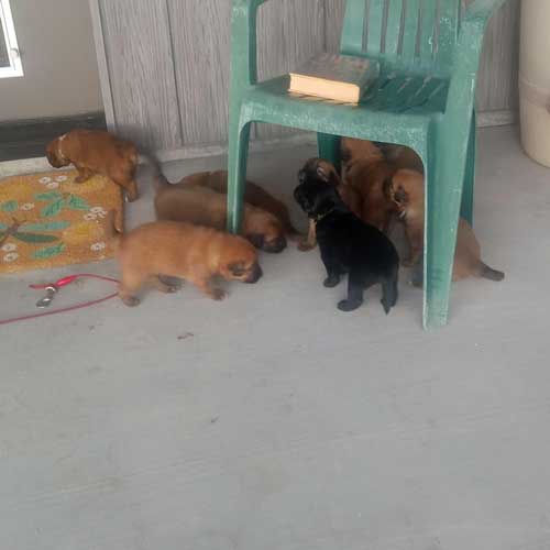puppies-outside