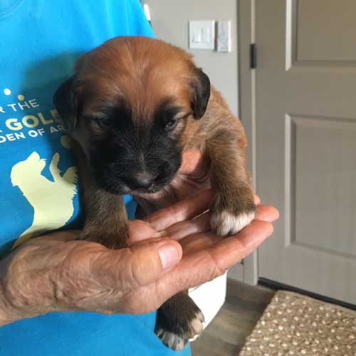 puppy