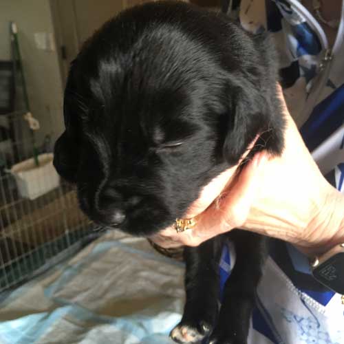 puppy1
